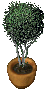 PottedTree1.png