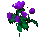 RoseOfTrinsic.png