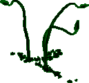 DiabolicalSeaweed.png
