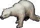 PolarBear.png
