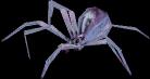 SummonedFrostSpider.jpg