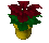 RedPoinsettia.png